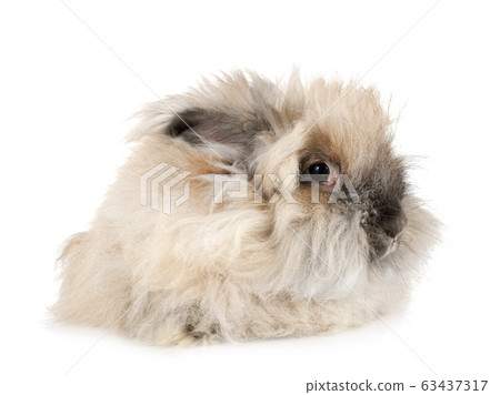 english angora bunny