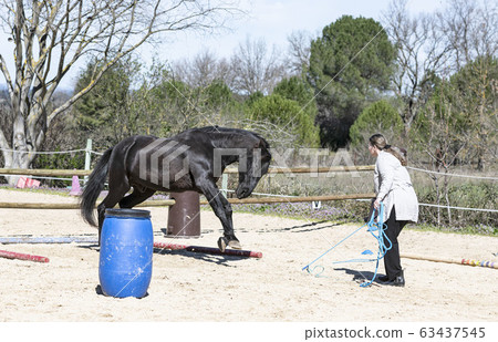 training of equifeel 63437545