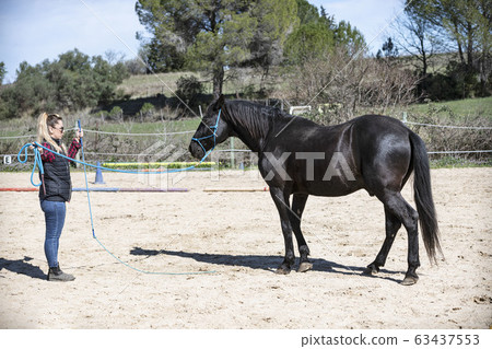 training of equifeel training of equifeel 63437553