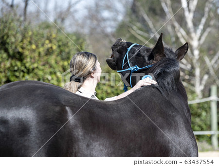 training of equifeel training of equifeel 63437554