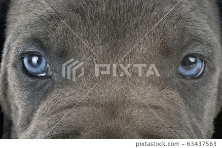 puppy cane corso 63437563