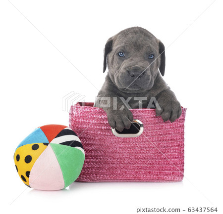 puppy cane corso puppy cane corso 63437564