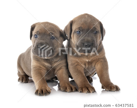 puppies cane corso puppies cane corso 63437581