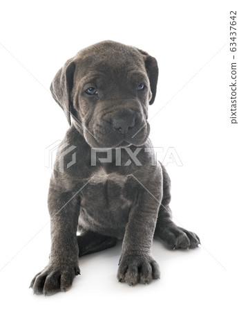 puppy cane corso puppy cane corso 63437642