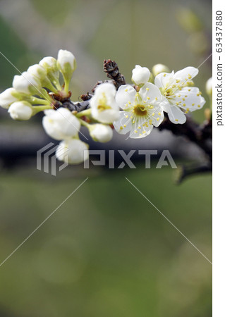 White pear flowers 63437880