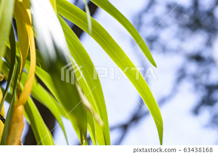 Green leaves 63438168