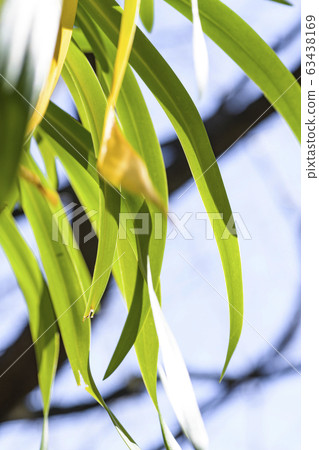 Green leaves 63438169