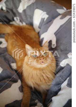 A cat looking up A cat looking up 63439071