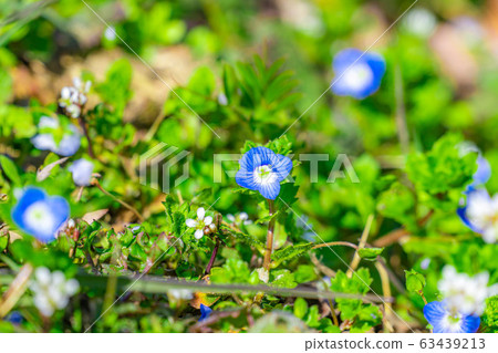 Oinu-no-fuguri << spring flowers >> [Nagano Prefecture] 63439213