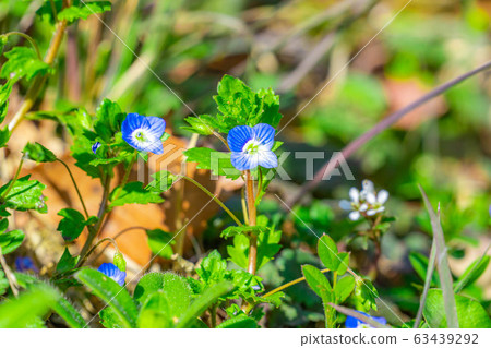 Oinu-no-fuguri << spring flowers >> [Nagano Prefecture] 63439292
