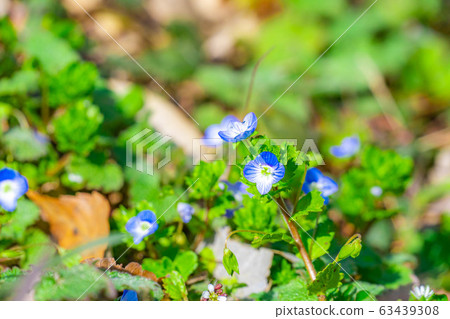 Oinu-no-fuguri << spring flowers >> [Nagano Prefecture] 63439308