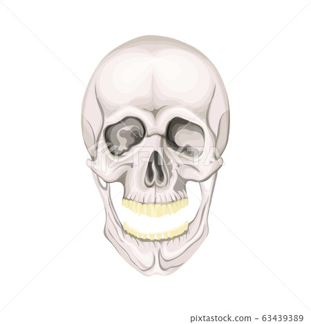 The human skull isolated on white background.... - Stock Illustration ...