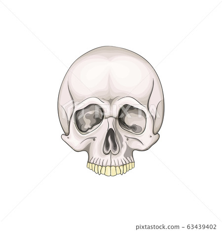The human skull isolated on white background.... - Stock Illustration ...