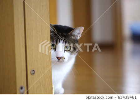 The cat watched The cat watched 63439461