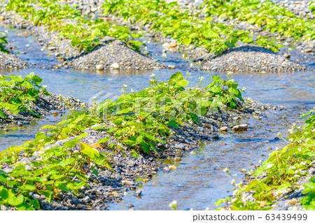 芥末花（芥末田犁溝）[長野縣] 63439499