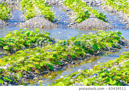 Wasabi flower (Wasabi field furrow) [Nagano Prefecture] 63439511