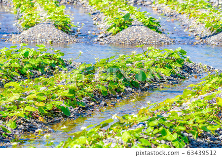 Wasabi flower (Wasabi field furrow) [Nagano Prefecture] 63439512