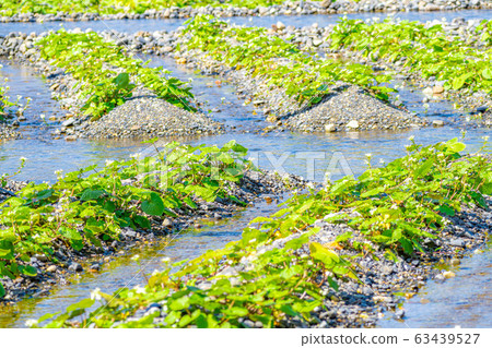 Wasabi flower (Wasabi field furrow) [Nagano Prefecture] 63439527