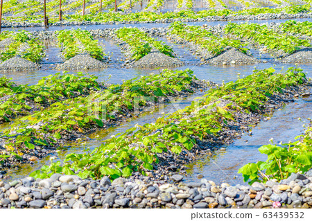 Wasabi flower (Wasabi field furrow) [Nagano Prefecture] 63439532