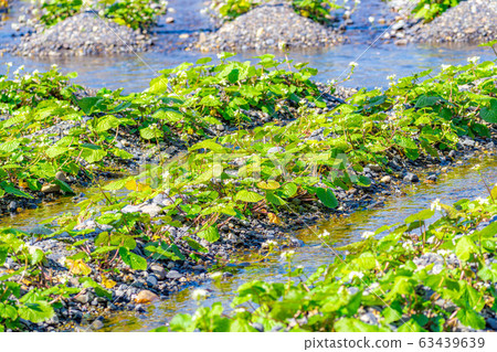 芥末花（芥末田犁溝）[長野縣] 63439639