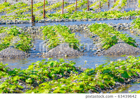 Wasabi flower (Wasabi field furrow) [Nagano Prefecture] 63439642