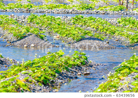 Wasabi flower (Wasabi field furrow) [Nagano Prefecture] 63439656