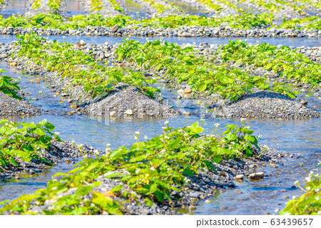 Wasabi flower (Wasabi field furrow) [Nagano Prefecture] 63439657