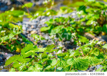 Wasabi flower (Wasabi field furrow) [Nagano Prefecture] 63439666
