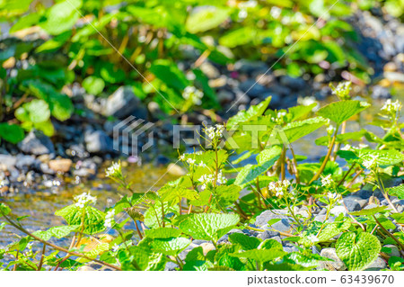 Wasabi flower (Wasabi field furrow) [Nagano Prefecture] 63439670