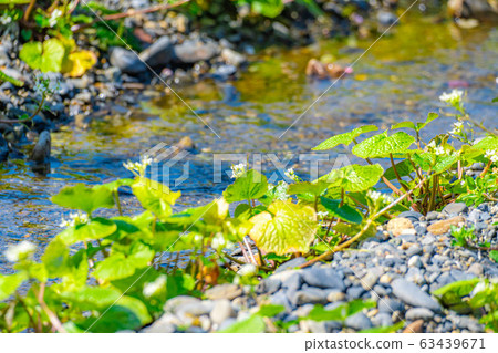 Wasabi flower (Wasabi field furrow) [Nagano Prefecture] 63439671
