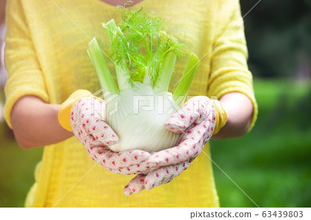 Woman holding fennel bulb in garden 63439803