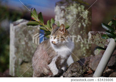 A relaxing cat 63439806