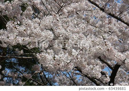 Cherry blossoms in Asahiyama Forest Park 63439881