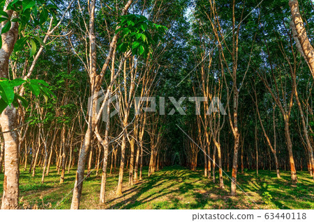 Plantation tree rubber or latex tree rubber in 63440118