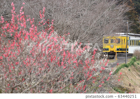 夷umi鐵道“紅白梅花盛開的九重原站” 夷umi鐵道“紅白梅花盛開的九重原站” 63440251