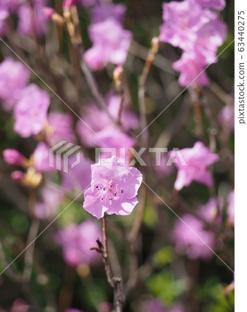 Flower Flower 63440275