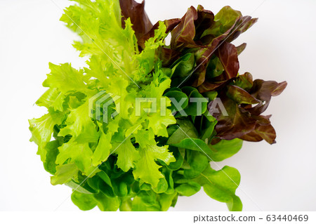 莎拉·諾瓦·生菜三種類型 63440469