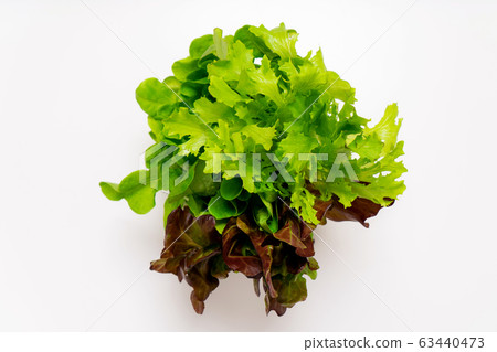 莎拉·諾瓦·生菜三種類型 莎拉·諾瓦·生菜三種類型 63440473