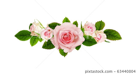 Closeup of pink rose flower 63440804