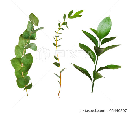 Set of decorative eucalyptus and ruscus green 63440807