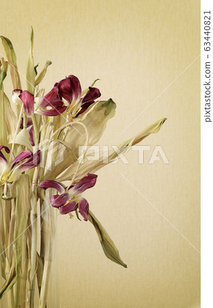 Dried pink tulips in a glass vase Dried pink tulips in a glass vase 63440821