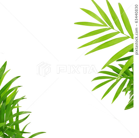 Green leaves of chameadorea palm in a corner Green leaves of chameadorea palm in a corner 63440830