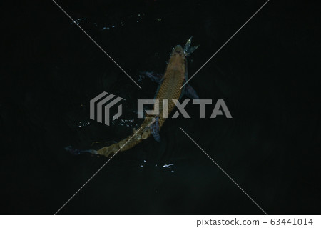 Food chain Food chain 63441014