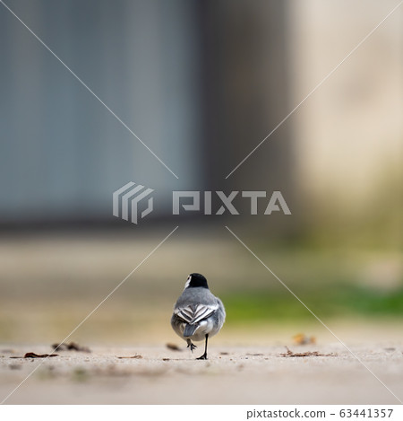 Rear view of Wagtail walking on the street 63441357
