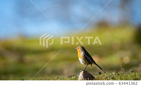 Robin, Erithacus rubecula bird over the stone 63441362