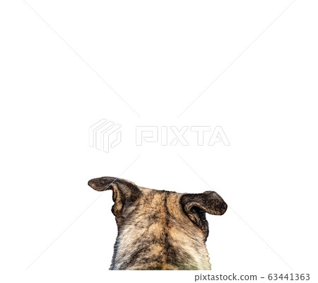 Rear view of dog head looking to the horizon with white background 63441363
