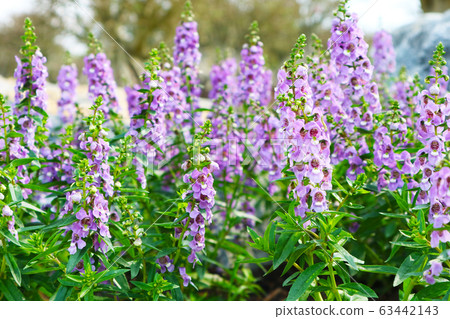 Little Turtle Flower, Angelonia is Biennial plants Little Turtle Flower, Angelonia is Biennial plants 63442143