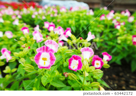 Bluewings, Torenia is is Biennial plants that can 63442172