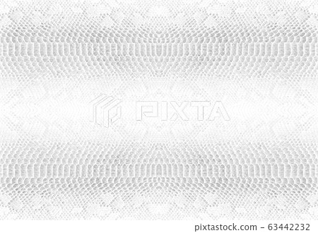 Skin snake background White snake skin texture Skin snake background White snake skin texture 63442232