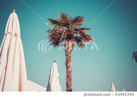 Palm trees at sunset light 63442349